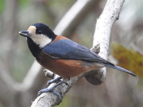 鳥 庭|野鳥図鑑（野鳥の種類、名前）